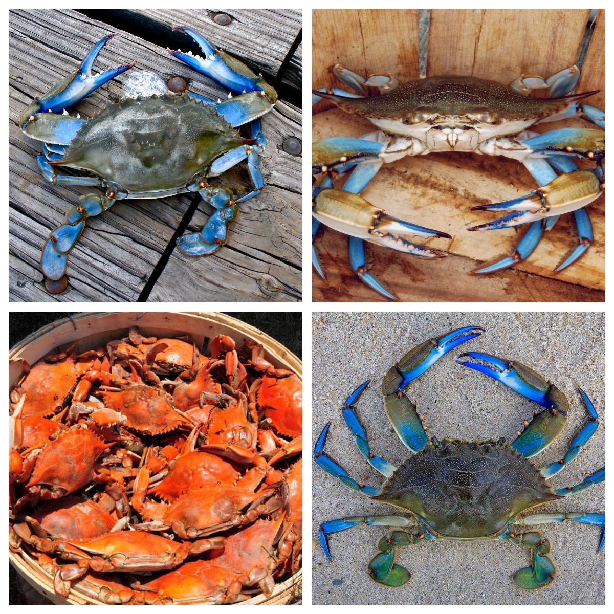 Large-Blue-Crab-Males.jpg